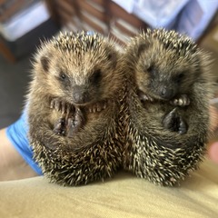 Igelaufzucht, Foto: Ramona Noack, Lizenz: Ramona Noack