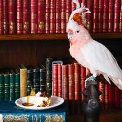 Pudding Nesselrode Pueckler Kochbuch, Foto: Marina Jerkovic, Lizenz: SFPM