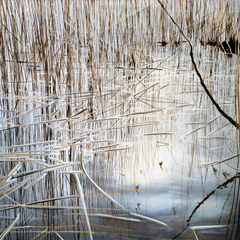 Schilf, Foto: Kathrin Hänsel, Lizenz: Kathrin Hänsel