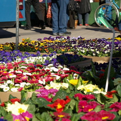 Cottbuser Wochenmarkt, Foto: Stadt Cottbus, Lizenz: Stadt Cottbus